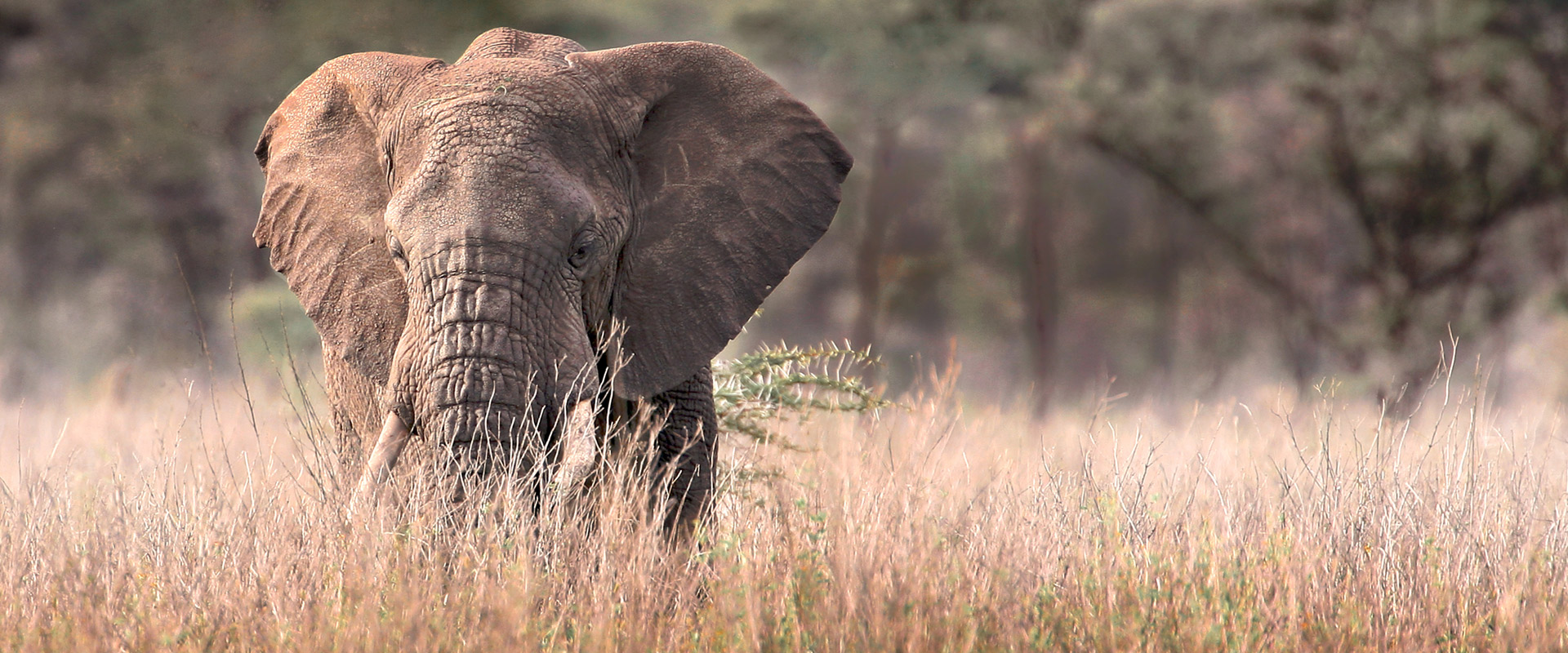 3 days tanzania safari to Nyerere National Park