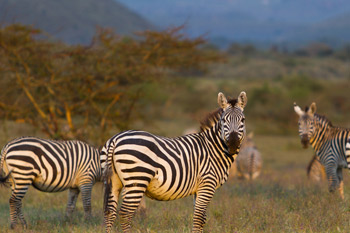 18 Days Tanzania Combined Safari