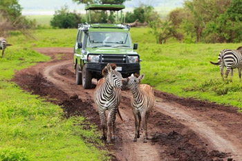 4 days tanzania southern safari