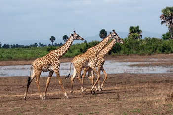 5 Days Tanzania Safari to Nyerere National Park and Kilwa