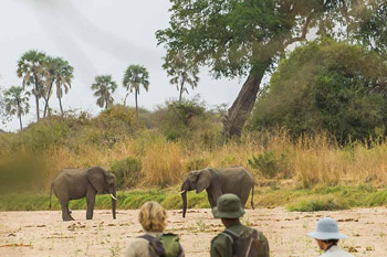 6 days tanzania southern safari to ruaha