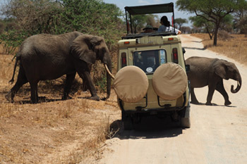 7 days tanzania northern safari
